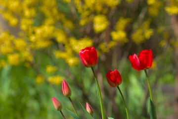 Obraz premium Wonderful bright red tulips with green and yellow bushes in the background. Spring flowers on a warm sunny day. Close-up.