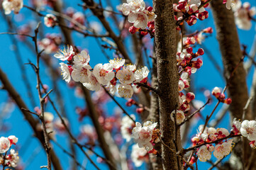 Abricotier en fleur au printemps.	