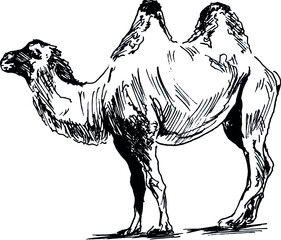 Hand sketch of a camel. Vector illustration.