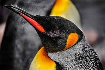 King penguin`s head. Latin name - Aptenodytes patagonicus