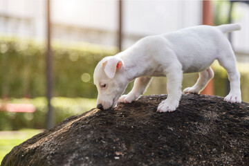 Fototapeta na wymiar mini jack russel dog on stone mountain as predator