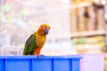 freedom parrot out of cage having skar and dirty