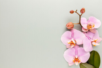 Naklejka na ściany i meble Pink spa orchid theme objects on pastel background.