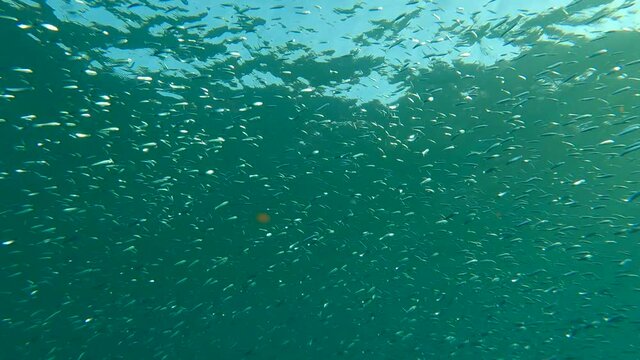 Shoal of Blue sprat, Delicate round herring or blueback sprat (Spratelloides delicatulus). Massive school of small fish swims in the blue water in sunrays. 4K-60fps