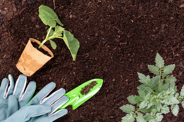 Woman planting young seedlings of lettuce salad in the vegetable garden