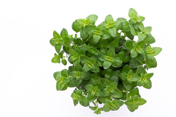 Fototapeta premium Fresh green spices isolated on white background, top view.