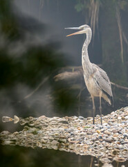 reiher, bird, natur, wild lebende tiere, wasser, tier, blau, grau, kanadareiher, grossartig