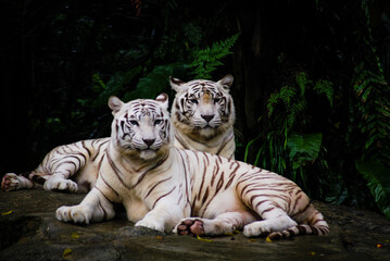 A pair of white tiger resting side by side. White tiger or bleached tiger is a pigmentation variant...