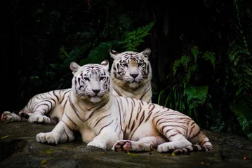  A pair of white tiger resting side by side. White tiger or bleached tiger is a pigmentation variant of the Bengal tiger, which is reported in the wild from time to time in the Indian states. © Rani