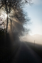 Promenade dans le brouillard dans la campagne Fribourgeoise dans la région de Romont.
Paysage en...