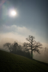 Obraz na płótnie Canvas Promenade dans le brouillard dans la campagne Fribourgeoise dans la région de Romont. Paysage en contre-juor.