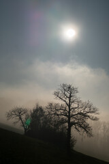 Promenade dans le brouillard dans la campagne Fribourgeoise dans la région de Romont.
Paysage en contre-juor.