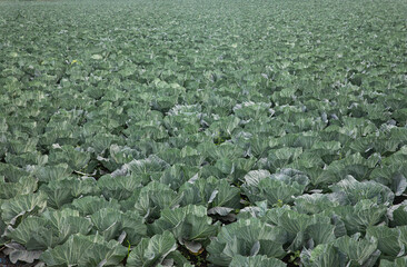 Fototapeta na wymiar fresh and fresh blue cabbage from jeju cabbage farm, 신선하고 싱싱한 제주도 양배추농장의 푸른 양배추