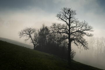 Promenade dans le brouillard dans la campagne Fribourgeoise dans la région de Romont.
Paysage en contre-juor.