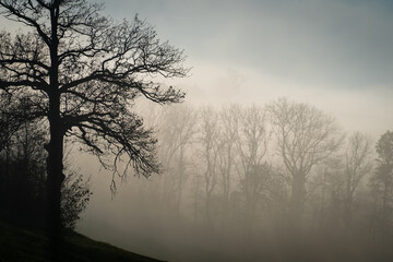 Promenade dans le brouillard dans la campagne Fribourgeoise dans la région de Romont.
Paysage en contre-juor.