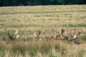 Fallow deer stags with antlers at Petworth Park England