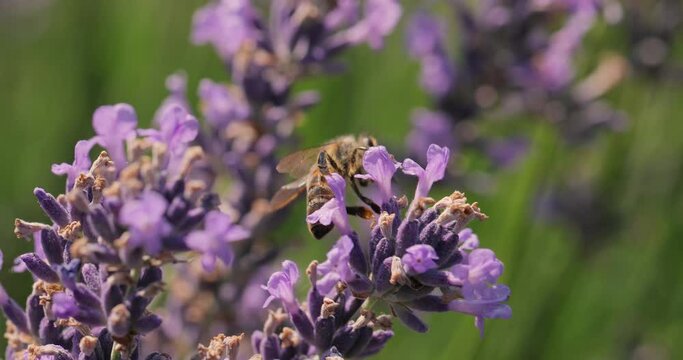 Lavender flower visiter by bees