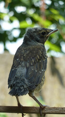 Young blackbird on wooden stick in the garden