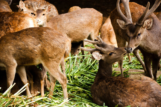 Javan rusa or Sunda sambar (Rusa timorensis) behavior and interaction with its kind. Javan rusa is a deer native to the islands of Indonesia and East Timor.