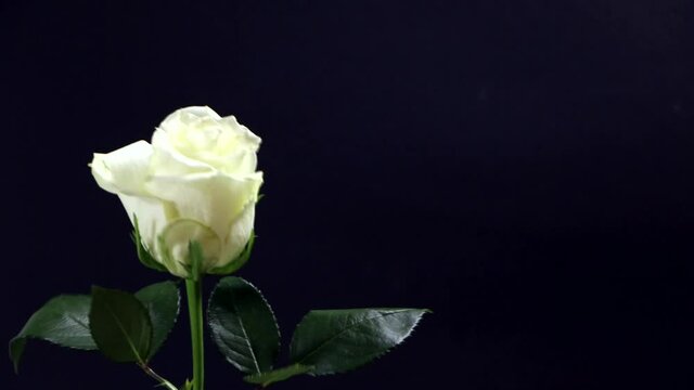 White rose on a black background in a man's hand a gift for his beloved woman.
