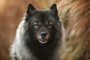 Hunde in der Natur 