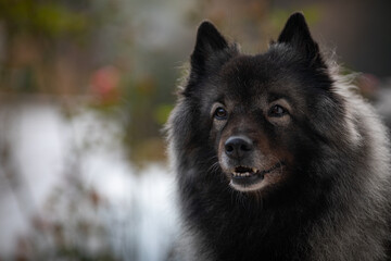 Hunde in der Natur 