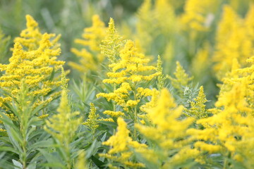 セイタカアワダチソウ