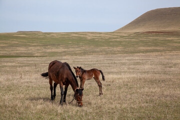 Horses with a foal walk the hills in the meadow on a warm spring day. Natural background. Plenty of free space for inserts.