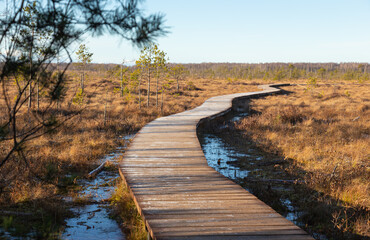 a winding wooden path among swamps and forests, Ecotrail in late frosty autumn