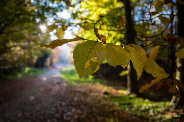 Promenade en forêt avec les couleurs automnales pendant le coucher de soleil