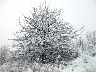 The branches of a wild apple tree covered with snow form an intricate black and white pattern that looks very beautiful even against the background of a cloudy winter sky