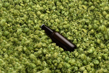 Blank beer bottle on the green hops background, craft beer mockup templates, with empty space to...