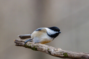 Close up portrait of a Black-capped chickadee (Poecile atricapillus) perched on a dead tree branch during autumn. Selective focus, background blur and foreground blur.
