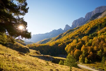 Autumn forest in the Pyrenees