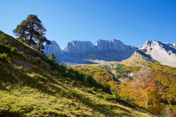 Obraz premium Autumn forest in the Pyrenees