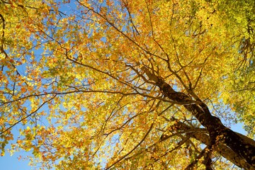 Autumn forest in the Pyrenees