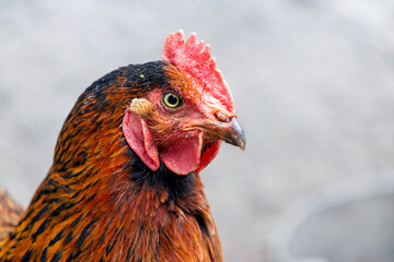 Brown chicken close up in profile on a light blurred background