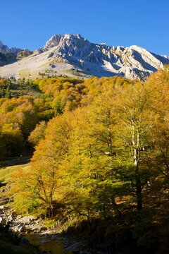 Autumn forest in the Pyrenees © WINDCOLORS