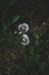 dandelion in the wind