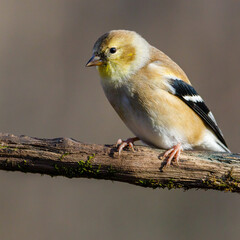Close up portrait of an American Goldfinch (Spinus tristis) perched on a dead tree limb during autumn. Selective focus, background blur and foreground blur
