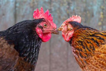 Two chickens close up looking at each other