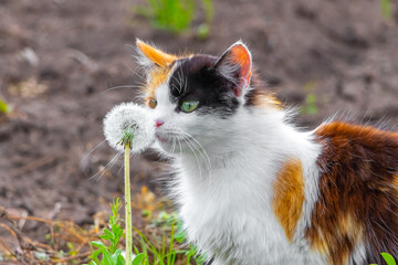 Naklejka na ściany i meble Cute fluffy cat near a white dandelion, a cat sniffs a flower