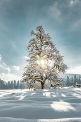 Verschneiter Baum im Winter bei Gegenlicht