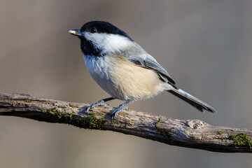 Close up portrait of a Black-capped chickadee (Poecile atricapillus) perched on a dead tree branch...
