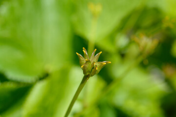 Marsh Marigold