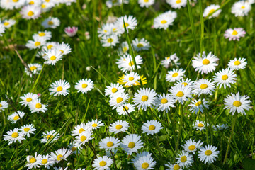 Fototapeta premium daisies in the garden - flower carpet