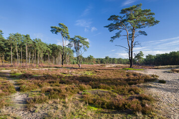 Heidefl&auml;che Norddeutschland Holmer Sandberge Herbst