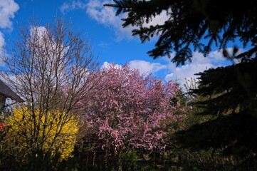 Obraz na płótnie Canvas Blooming on yellow and pink trees in the garden in spring 