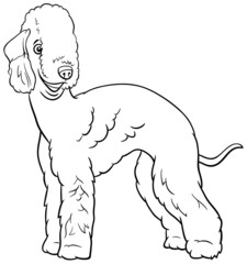 cartoon Bedlington Terrier purebred dog coloring book page