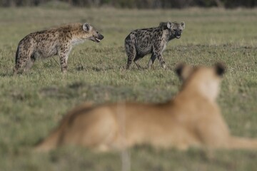 Hyena passing at the front of a lioness 